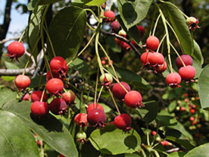 Amelanchier canadensis_fruits