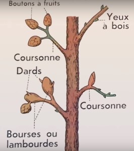 Reconnaitre les bourgeons sur un arbre fruitier