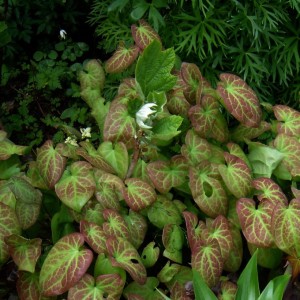 epimedium-versicolor-sulphureum-8981-2