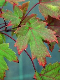 Feuilles de l'Érable 'Autumn Blaze'