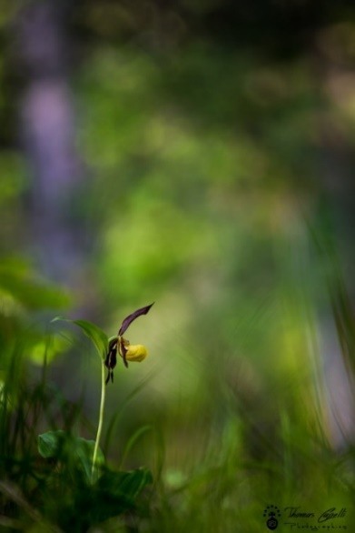 foret-agroforesterie