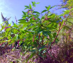 Phytolacca Americana-Alerte