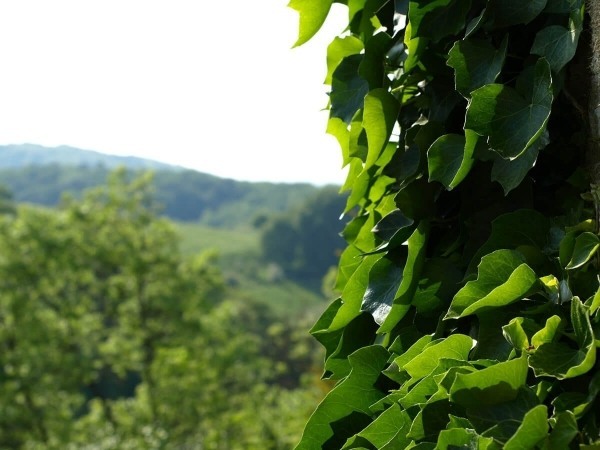 lierre-biodiversite-rechauffement-climatique