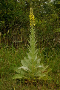 La molène ou bouillon-blanc signale un terrain trop sec et brulé par le soleil, la matière organique est fossilisée.