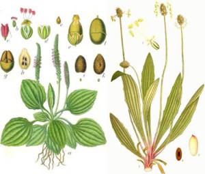 plantago-major-et-lanceolata-planche-botanique