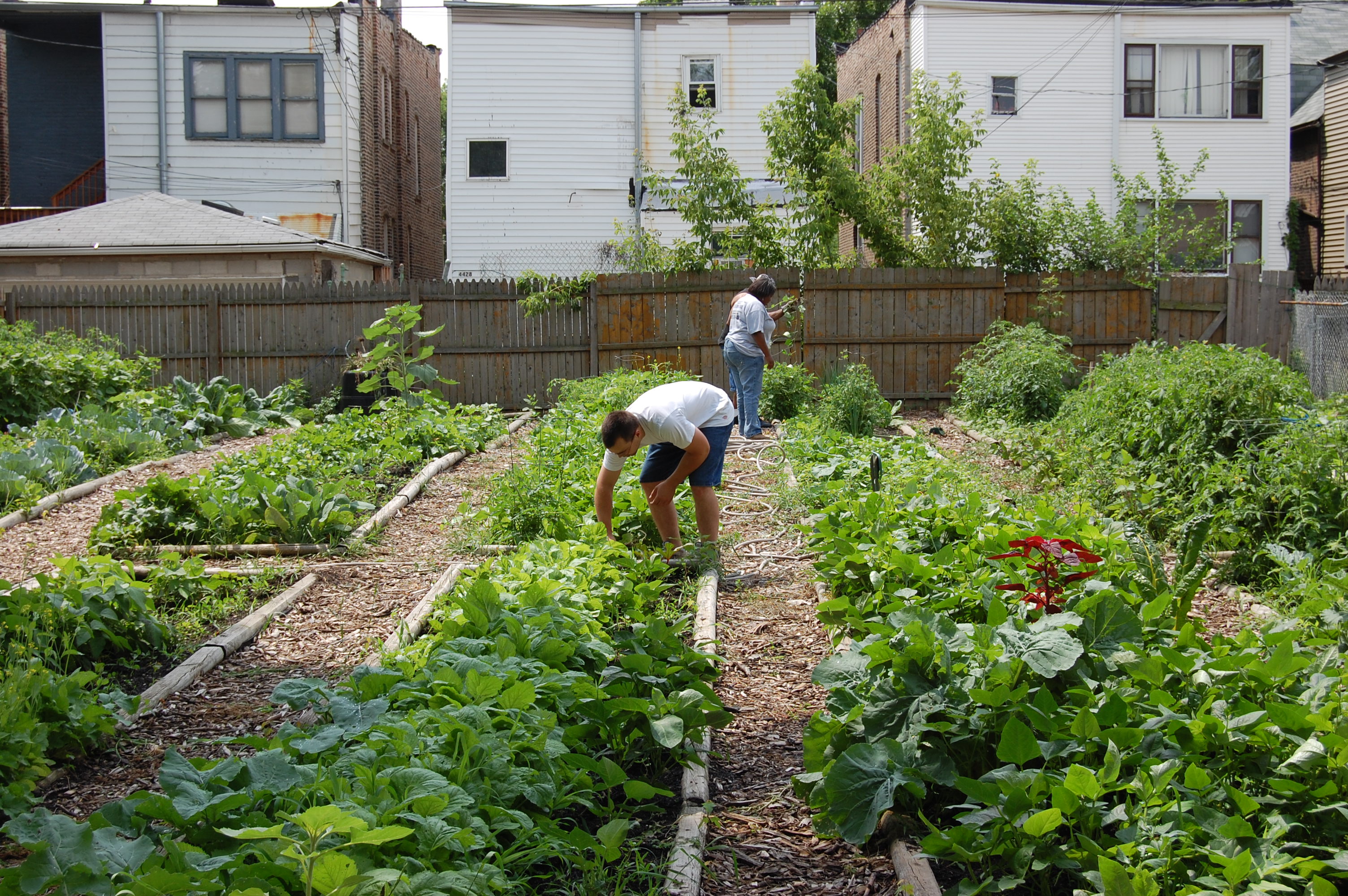 Agriculture urbaine, un besoin solide ou une mode liquide ?